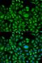 HLA class I histocompatibility antigen, A-1 alpha chain antibody, orb135651, Biorbyt, Immunofluorescence image 