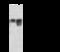 Calcium/Calmodulin Dependent Protein Kinase I antibody, 106746-T32, Sino Biological, Western Blot image 