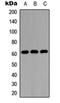 Organic cation transporter 1 antibody, orb234929, Biorbyt, Western Blot image 