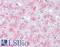 SLIT And NTRK Like Family Member 6 antibody, LS-A9245, Lifespan Biosciences, Immunohistochemistry frozen image 