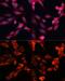 Mitochondrial Ribosomal Protein S28 antibody, GTX66451, GeneTex, Immunocytochemistry image 