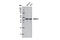 Mitogen-Activated Protein Kinase Kinase 2 antibody, 13033S, Cell Signaling Technology, Western Blot image 