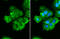 Ribosomal Protein S26 antibody, GTX131193, GeneTex, Immunocytochemistry image 