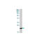 Cathelicidin antibody, IQ435, Immuquest, Western Blot image 