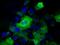 Nucleoredoxin Like 2 antibody, GTX83970, GeneTex, Immunofluorescence image 