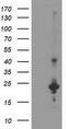 Uncharacterized protein KIAA0495 antibody, CF503682, Origene, Western Blot image 