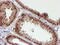 Cyp17 antibody, TA503442, Origene, Immunohistochemistry frozen image 