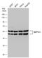 Nucleosome Assembly Protein 1 Like 1 antibody, GTX130866, GeneTex, Western Blot image 