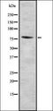 MYB Proto-Oncogene Like 2 antibody, orb336857, Biorbyt, Western Blot image 