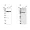 Aspartyl-tRNA synthetase, mitochondrial antibody, PA5-55332, Invitrogen Antibodies, Western Blot image 