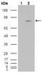 Fibroblast Growth Factor Receptor 4 antibody, AM06181SU-N, Origene, Western Blot image 