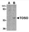 Fc Fragment Of IgM Receptor antibody, AP05598PU-N, Origene, Western Blot image 