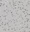 Enhancer of rudimentary homolog antibody, FNab02842, FineTest, Immunohistochemistry paraffin image 