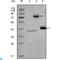 Histone Deacetylase 3 antibody, LS-C812479, Lifespan Biosciences, Western Blot image 