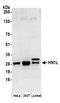 Jupiter Microtubule Associated Homolog 2 antibody, A304-664A, Bethyl Labs, Western Blot image 