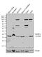 Vesicle Associated Membrane Protein 4 antibody, GTX23348, GeneTex, Western Blot image 