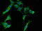 40S ribosomal protein S2 antibody, CSB-PA020393LA01HU, Cusabio, Immunofluorescence image 