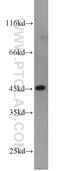 Filamin Binding LIM Protein 1 antibody, 13349-1-AP, Proteintech Group, Western Blot image 