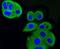 Insulin Like Growth Factor 2 Receptor antibody, NBP2-67347, Novus Biologicals, Immunofluorescence image 