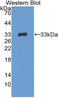 Cathepsin S antibody, LS-C302633, Lifespan Biosciences, Western Blot image 