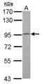 Progesterone-induced-blocking factor 1 antibody, NBP2-19823, Novus Biologicals, Western Blot image 