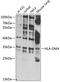 HLA class II histocompatibility antigen, DM alpha chain antibody, 22-557, ProSci, Western Blot image 