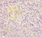 DET1 Partner Of COP1 E3 Ubiquitin Ligase antibody, LS-C682171, Lifespan Biosciences, Immunohistochemistry paraffin image 