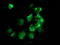 Ankyrin Repeat Domain 53 antibody, TA502505, Origene, Immunofluorescence image 