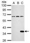 Renilla-luciferin 2-monooxygenase antibody, PA5-32210, Invitrogen Antibodies, Western Blot image 