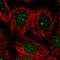 Dolichol Kinase antibody, HPA066767, Atlas Antibodies, Immunofluorescence image 