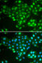 ATP Binding Cassette Subfamily A Member 3 antibody, 22-511, ProSci, Immunofluorescence image 