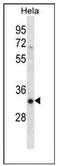 Serine/arginine-rich splicing factor 7 antibody, AP53881PU-N, Origene, Western Blot image 