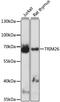 Tripartite Motif Containing 26 antibody, LS-C750302, Lifespan Biosciences, Western Blot image 