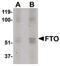 FTO Alpha-Ketoglutarate Dependent Dioxygenase antibody, PA5-20736, Invitrogen Antibodies, Western Blot image 
