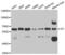 GC Vitamin D Binding Protein antibody, abx004365, Abbexa, Western Blot image 