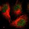 F-Box Protein 3 antibody, PA5-64886, Invitrogen Antibodies, Immunofluorescence image 