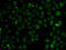 Kinetochore-associated protein NSL1 homolog antibody, STJ29169, St John