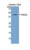 Erythropoietin antibody, LS-C293785, Lifespan Biosciences, Western Blot image 