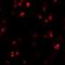RUN And SH3 Domain Containing 2 antibody, orb75282, Biorbyt, Immunofluorescence image 