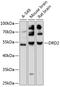 Dopamine Receptor D2 antibody, 14-705, ProSci, Western Blot image 