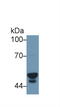 Cytochrome P450 Family 3 Subfamily A Member 7 antibody, LS-C301205, Lifespan Biosciences, Western Blot image 