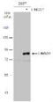 Leucine Rich Repeat And Ig Domain Containing 1 antibody, NBP2-19359, Novus Biologicals, Western Blot image 