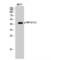 Yes Associated Protein 1 antibody, LS-C381301, Lifespan Biosciences, Western Blot image 