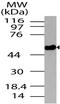 NTSR2 antibody, A08916, Boster Biological Technology, Western Blot image 