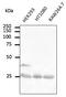 RAB5A, Member RAS Oncogene Family antibody, AB0010-200, Origene, Western Blot image 