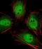 Relaxin 2 antibody, orb373509, Biorbyt, Immunofluorescence image 