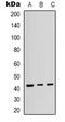 p38 antibody, LS-C368754, Lifespan Biosciences, Western Blot image 