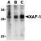 XIAP Associated Factor 1 antibody, MBS150787, MyBioSource, Western Blot image 