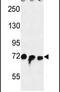 Striatin Interacting Protein 1 antibody, PA5-26722, Invitrogen Antibodies, Western Blot image 