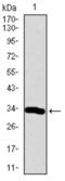 NeuroD1 antibody, abx015940, Abbexa, Western Blot image 